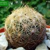 42 _Coryphantha echinus _SB391 _05